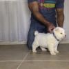 Treach, Male - Available