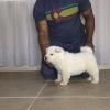 Treach, Male - Available