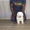 Treach, Male - Available