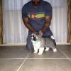 Tina, Female - Adopted