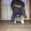 Tina, Female - Adopte d
